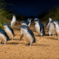 Family Day Trips from Melbourne: A Parent’s Guide to Private Tours with Kids