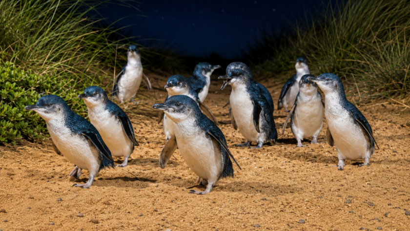Little penguins at Phillip Island on a private day tour from Melbourne