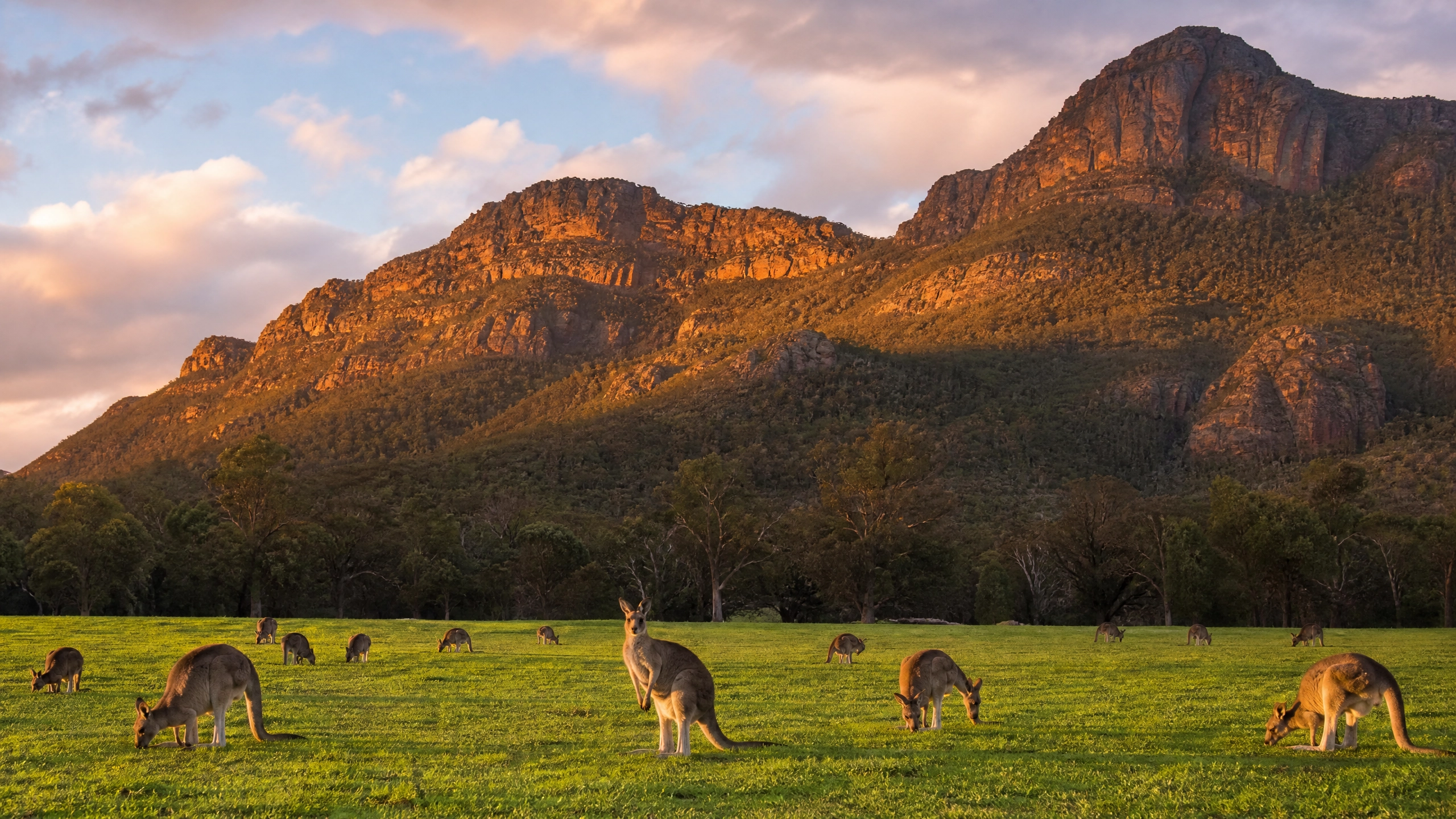 Halls Gap Kangaroos Grampians